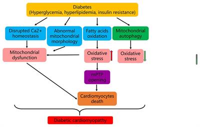 Novel Insights Into Molecular Mechanism of Mitochondria in Diabetic Cardiomyopathy